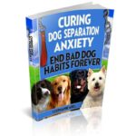 Curing Dog Separation Anxiety